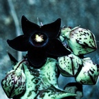 abyssalaphrodizia OnlyFans Leaked 

 profile picture