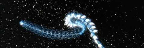 Header of abyssalaphrodizia