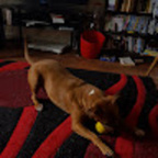 ahhhbee (ahhbee) free OnlyFans Leaks 

 profile picture