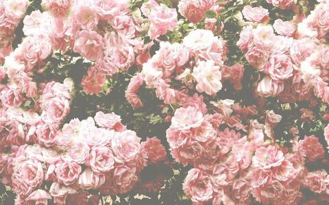 Header of andreafoxx
