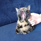 annandthecats (Ann and the cats) OnlyFans Leaked Content 

 profile picture