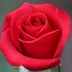 blondierosie OnlyFans Leak 

 profile picture