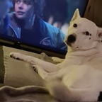 boltthehusky (Bolt) OnlyFans content 

 profile picture