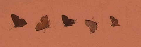 Header of butterflyyc