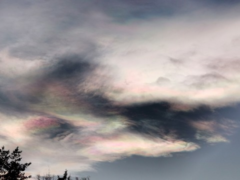 Header of carinalilly