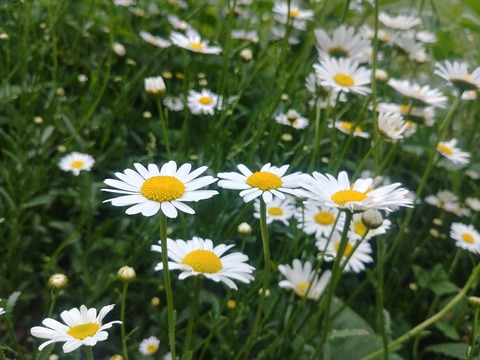 Header of cliocalliesfreepage