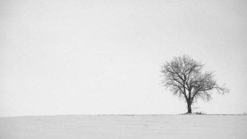 Header of cosset_24