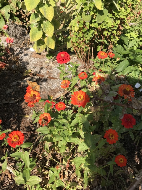 Header of crypticcherry