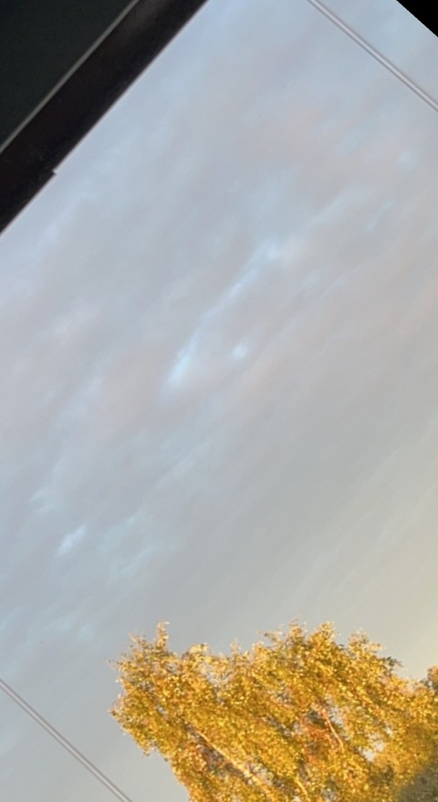 Header of cute_bear