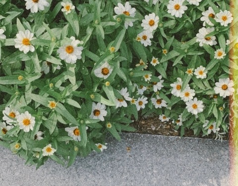 Header of daisy_xxo