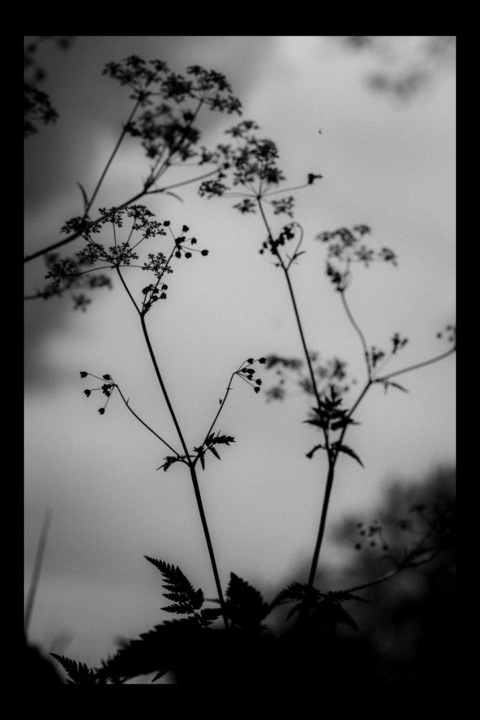 Header of devoreeallison1