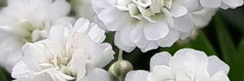 Header of dreamtheory