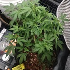 dsdragonspawn (MidGard Greenery) free OnlyFans content 

 profile picture