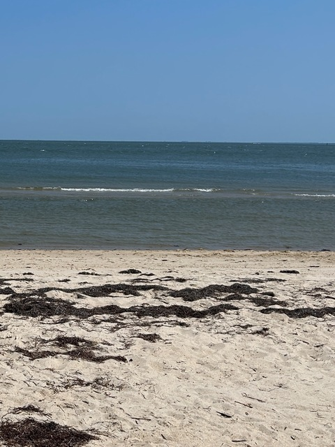 Header of ellarosey