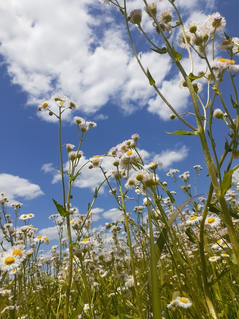 Header of evieliekki
