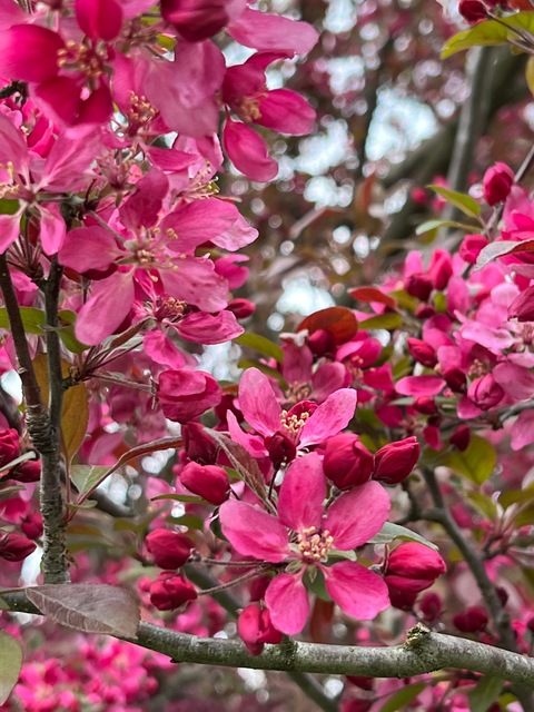 Header of fairfreckledfeisty