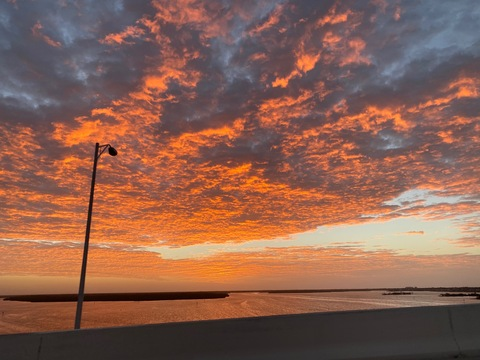Header of floridasunflower