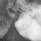 Download glorybust OnlyFans leaks for free 

 profile picture