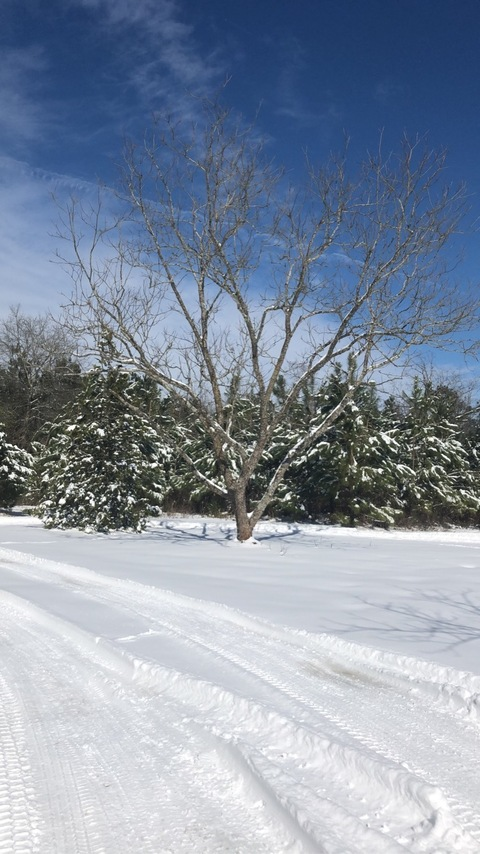 Header of haileybear00