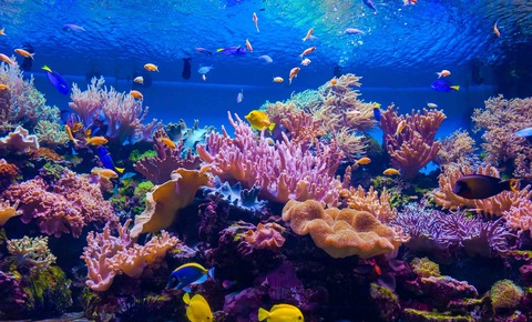 Header of honeycoralreef