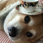 iinuu OnlyFans Leaked Photos and Videos 

 profile picture