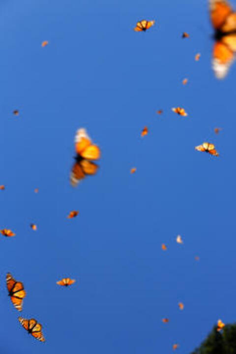 Header of lebaneseladyy