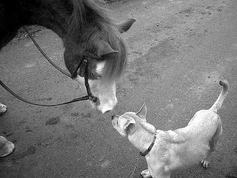 Header of lillsanimalroom