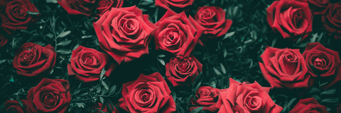 Header of livrose4