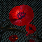 locusofeden OnlyFans Leaked 

 profile picture