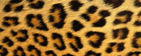 Header of maggimay