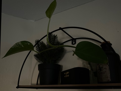 Header of majestyfoxx