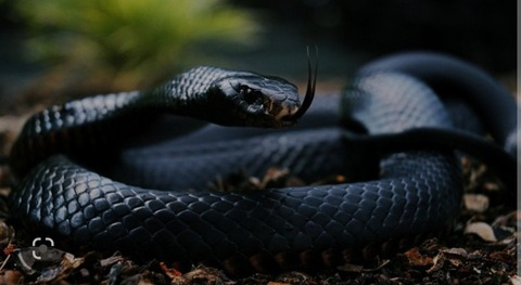 Header of mamba_nigga