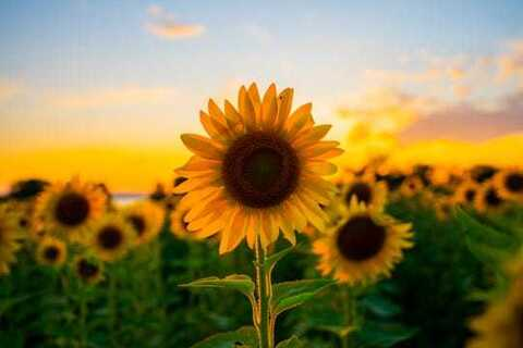 Header of mamihales