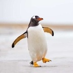 mcpenguen (Mülteci Penguen!) free OnlyFans Leaked Videos and Pictures 

 profile picture