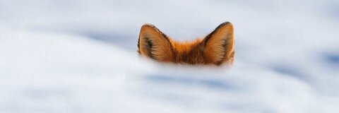 Header of mcpenguen