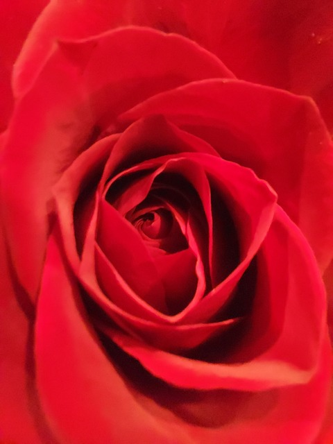 Header of melpomene_harlequin