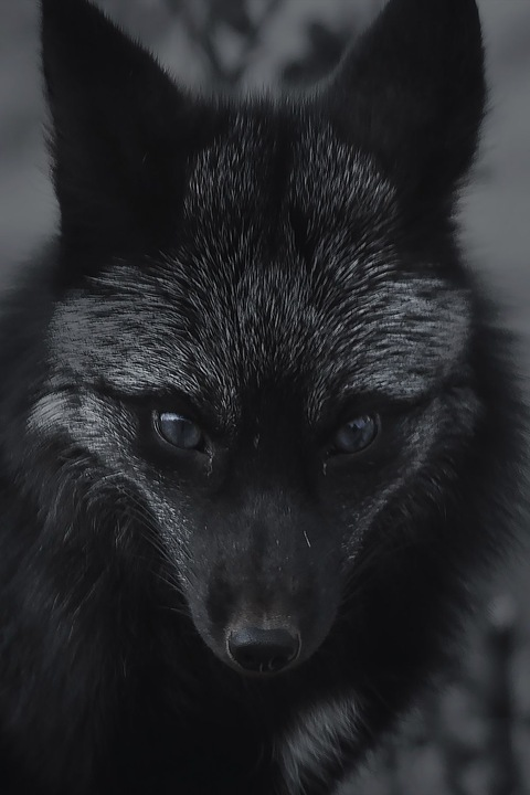 Header of midnight_foxx