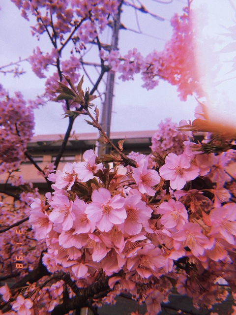 Header of mimineko_xo