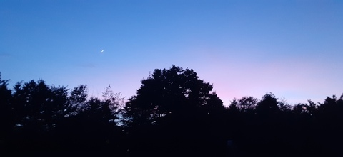 Header of msrose96