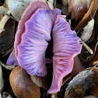 OnlyFungi onlyfungi Leaks OnlyFans 

 profile picture