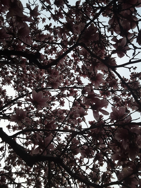 Header of perfectpamfree