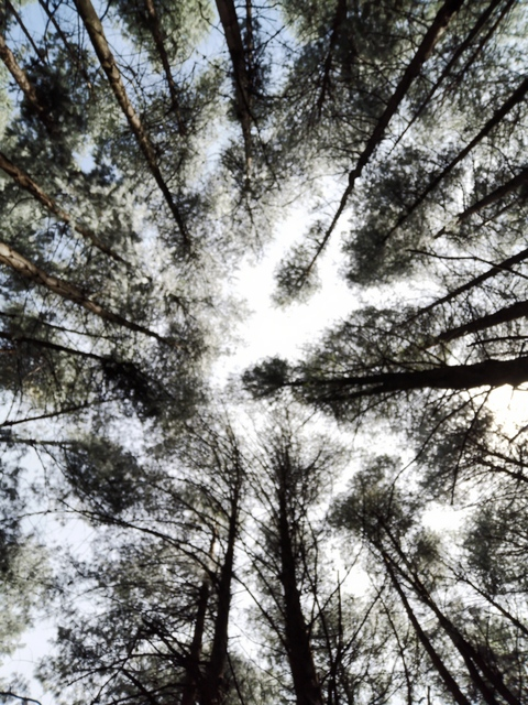 Header of pinkpixie66