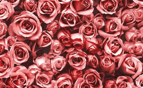 Header of roses_279