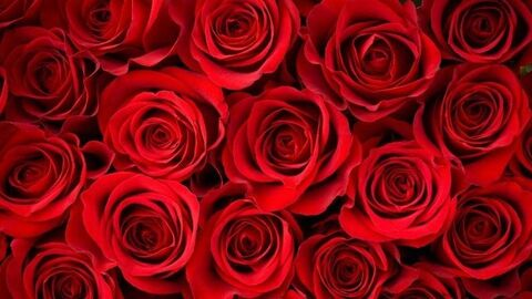Header of roxyrosey