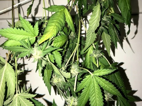 Header of russian.babygirl