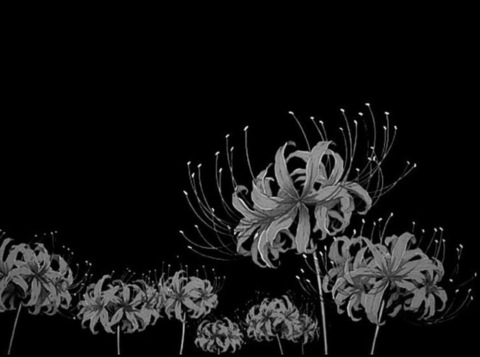 Header of shakuraunff