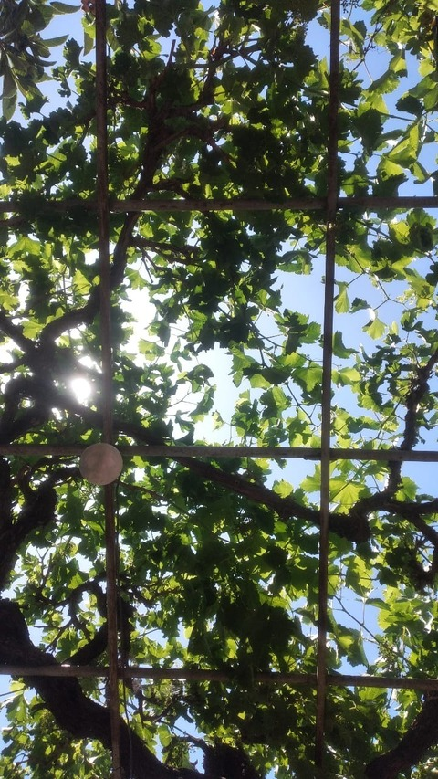 Header of silja