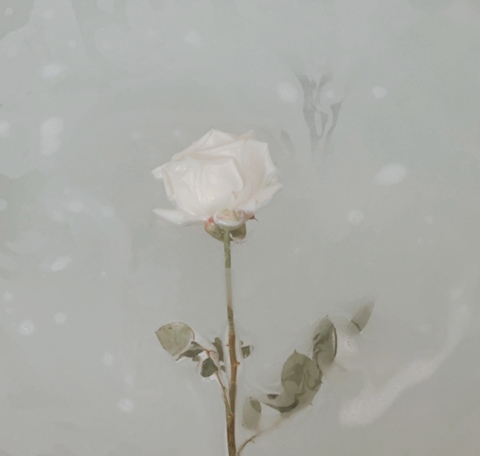 Header of sofiadeflores