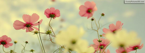 Header of sunsenrae