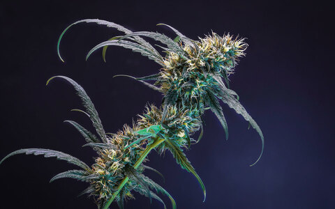 Header of tequila420kush